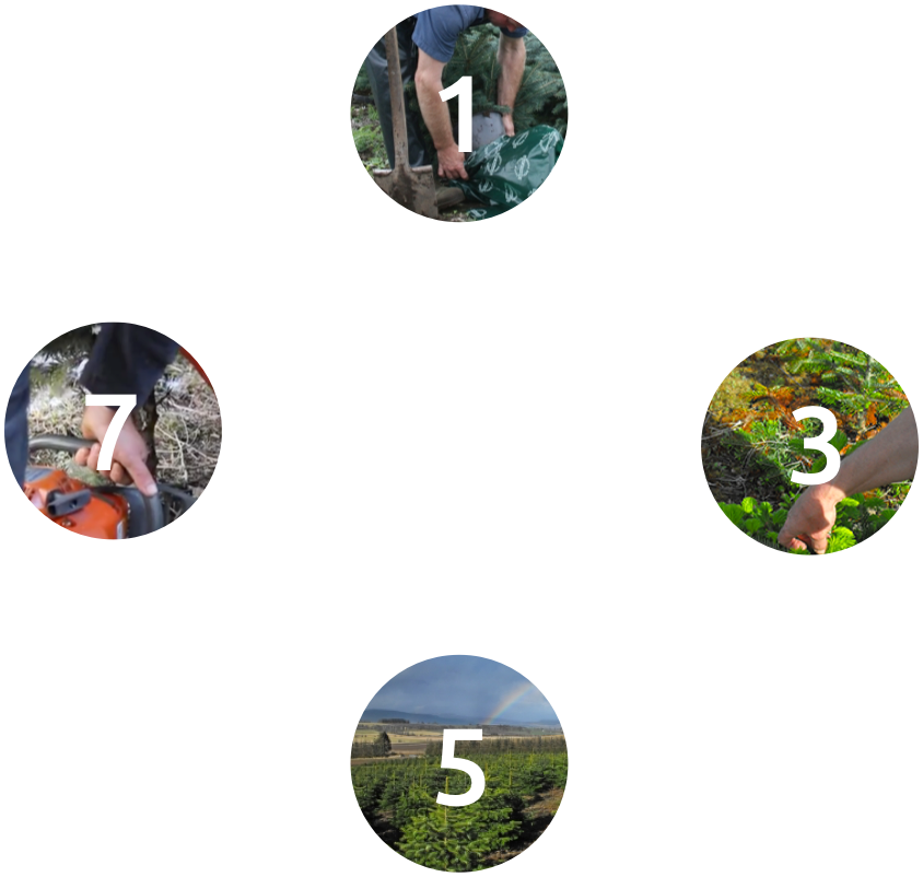 8 years in the life of a tree