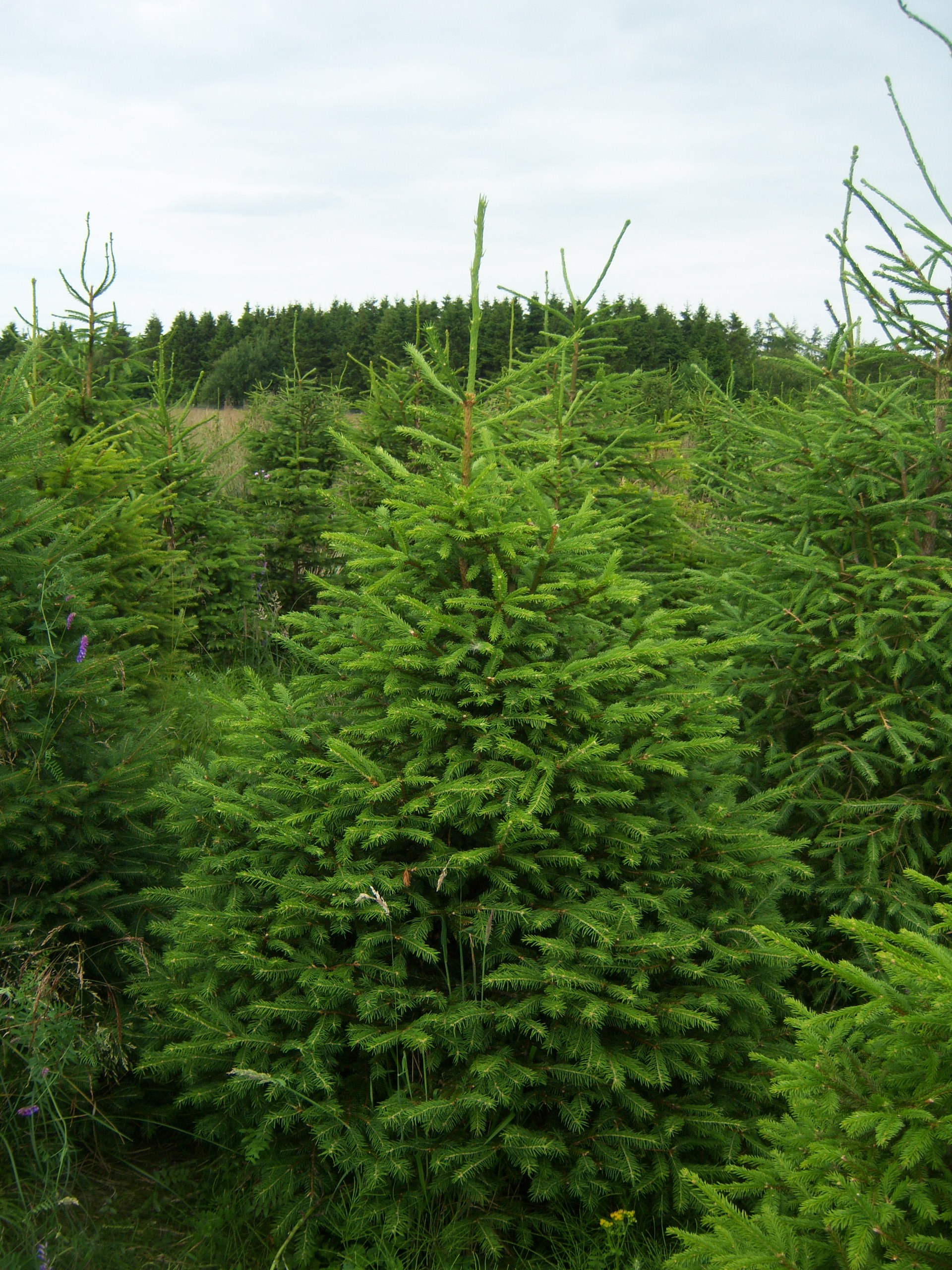 Norway Spruce Christmas Tree and Serbian Spruce Trees Needlefresh UK